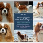 Your-loving venter Cavalier hvalpe