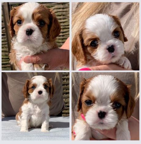 Kennel Your Loving | DKK Cavalier King Spaniel